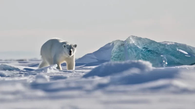 Unveiling Svalbard’s Arctic Wilderness: Exploring its Fascinating History