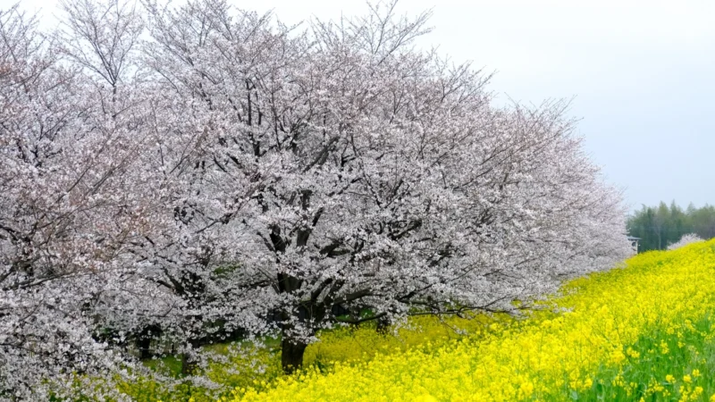 Unveiling the Enchantment of Kumagaya Sakura Tsutsumi